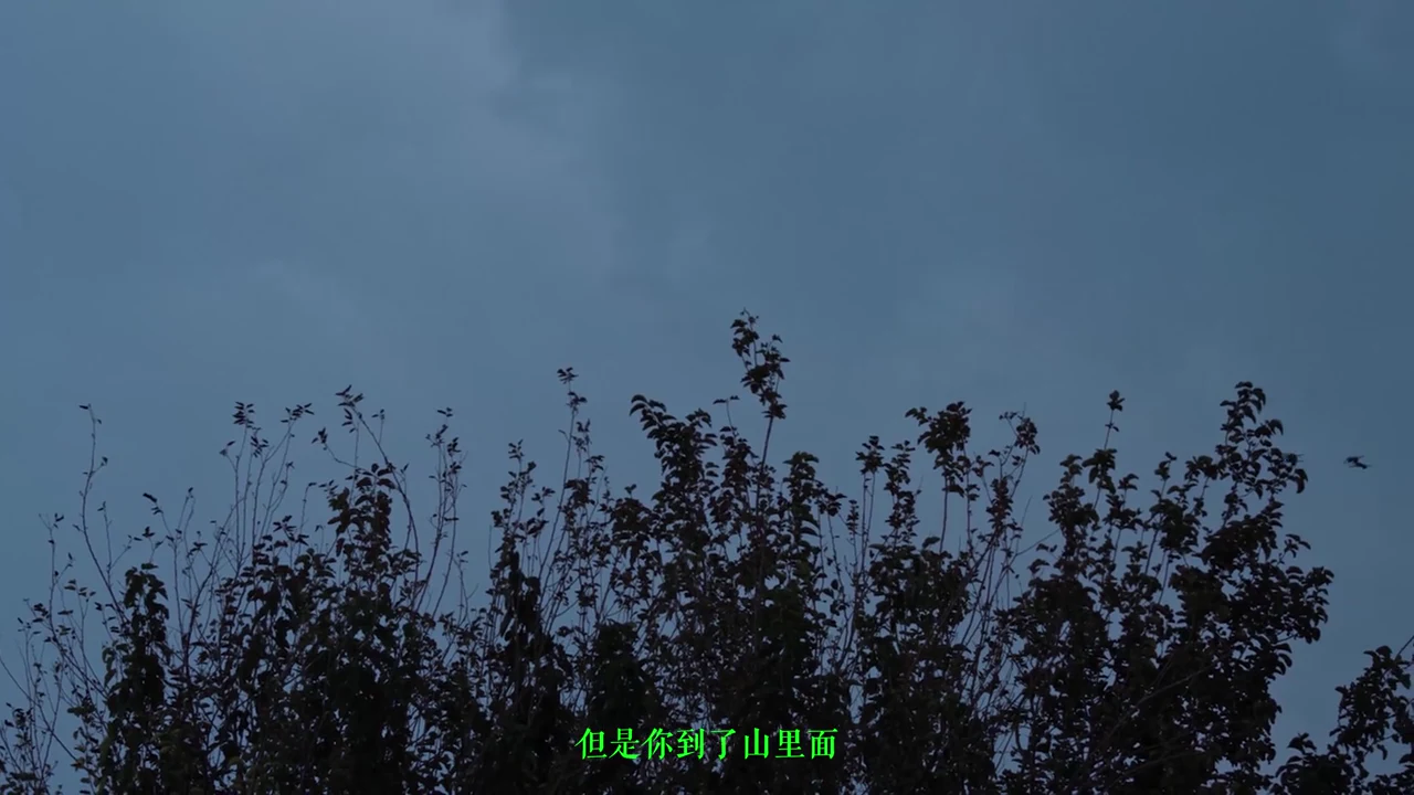 Plant Instinct: Growth as orientation at 00:19