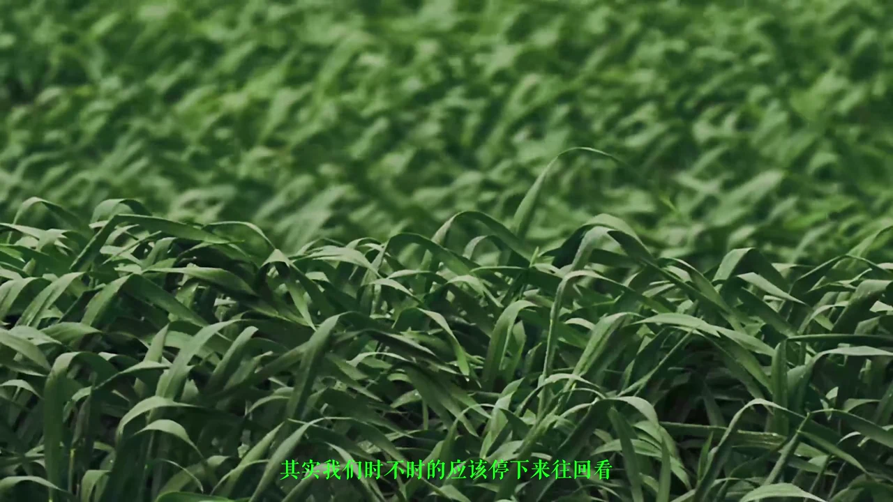 Plant Instinct: Attention returns to grass at 00:50